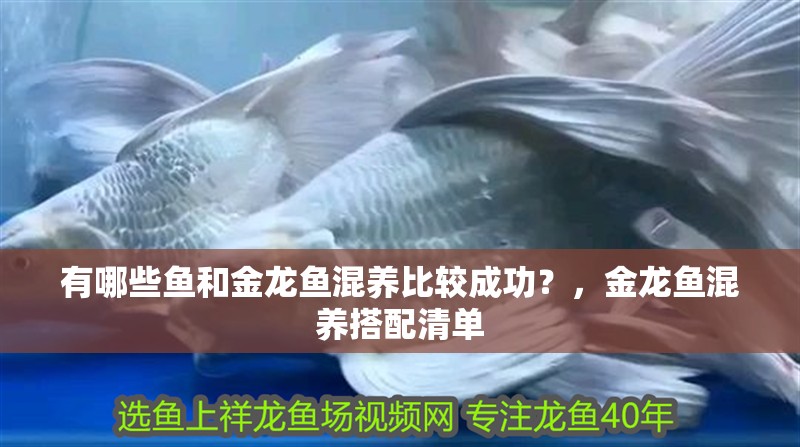 有哪些魚和金龍魚混養比較成功？，金龍魚混養搭配清單