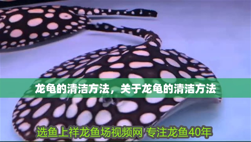 龍龜的清潔方法，關于龍龜的清潔方法
