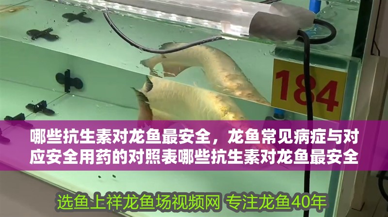 給大魚缸換水的作文:體驗給大魚缸換水的樂趣:體驗給大魚缸換水:給大魚缸換水的作文 哪些抗生素對龍魚最安全,龍魚常見病癥與對應安全用藥的對照表哪些抗生素對龍魚最安全 龍魚百科 哪些抗生素對龍魚最安全,龍魚常見病癥與對應安全用藥的對照表哪些抗生素對龍魚最安全 哪些抗生素對龍魚最安全,龍魚常見病癥與對應安全用藥的對照表哪些抗生素對龍魚最安全 龍魚百科