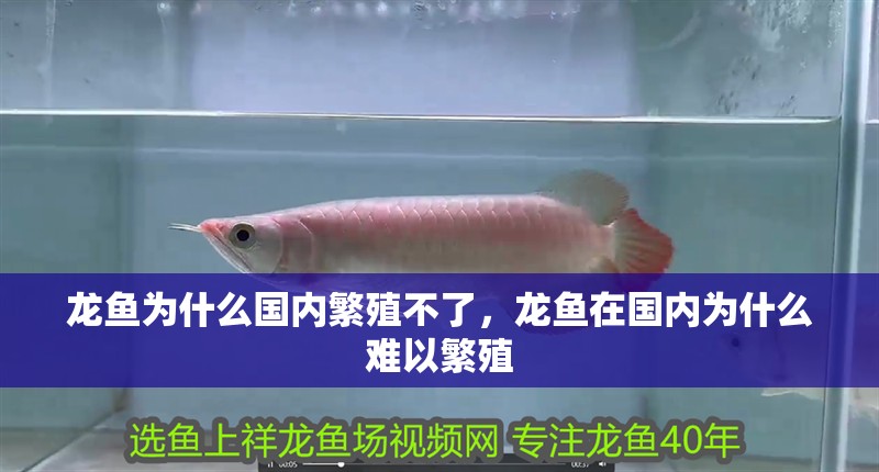 龍魚為什么國內繁殖不了，龍魚在國內為什么難以繁殖 龍魚為什么國內繁殖不了，龍魚在國內為什么難以繁殖 龍魚百科