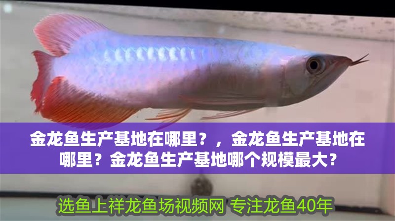 金龍魚生產基地在哪里？，金龍魚生產基地在哪里？金龍魚生產基地哪個規模最大？ 金龍魚生產基地在哪里？，金龍魚生產基地在哪里？金龍魚生產基地哪個規模最大？ 龍魚百科