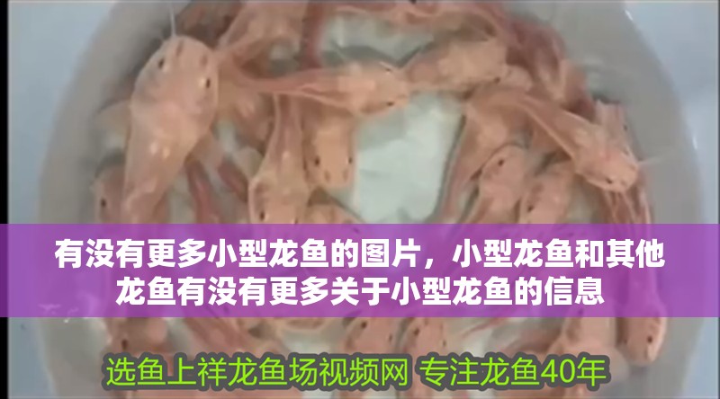 魚缸用增氧泵價格是多少:魚缸增氧機-xtrac增氧機-xtrac增氧機 有沒有更多小型龍魚的圖片,小型龍魚和其他龍魚有沒有更多關于小型龍魚的信息 龍魚百科 有沒有更多小型龍魚的圖片,小型龍魚和其他龍魚有沒有更多關于小型龍魚的信息 有沒有更多小型龍魚的圖片,小型龍魚和其他龍魚有沒有更多關于小型龍魚的信息 龍魚百科