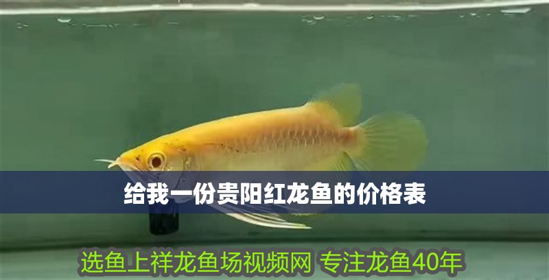龍魚怕什么 給我一份貴陽紅龍魚的價格表 龍魚百科 給我一份貴陽紅龍魚的價格表 給我一份貴陽紅龍魚的價格表 龍魚百科