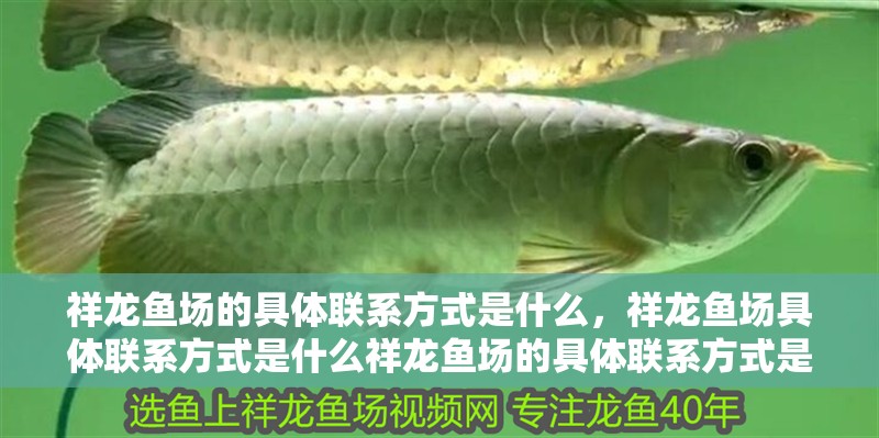 祥龍魚場的具體聯系方式是什么，祥龍魚場具體聯系方式是什么祥龍魚場的具體聯系方式是什么