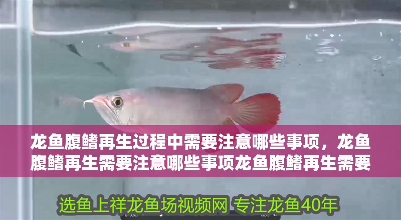 龍魚腹鰭再生過程中需要注意哪些事項，龍魚腹鰭再生需要注意哪些事項龍魚腹鰭再生需要注意哪些事項