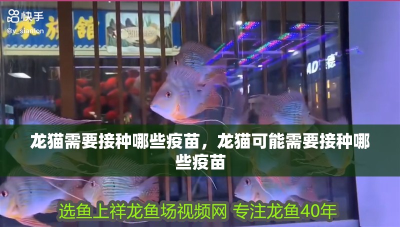 龍貓需要接種哪些疫苗，龍貓可能需要接種哪些疫苗