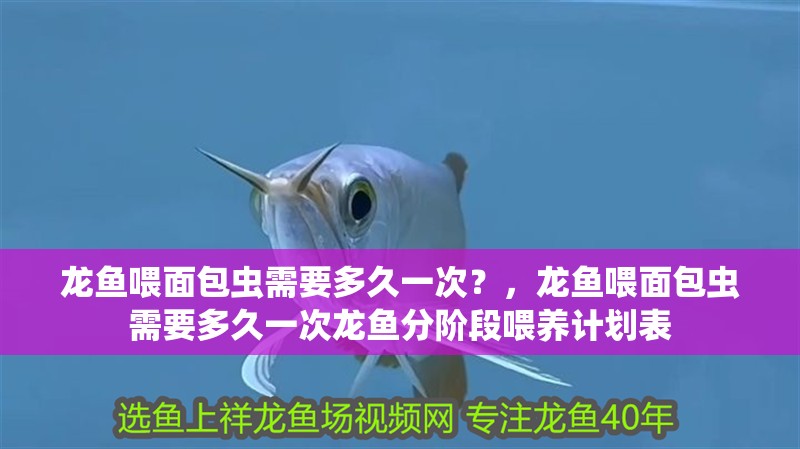龍魚喂面包蟲需要多久一次？，龍魚喂面包蟲需要多久一次龍魚分階段喂養計劃表 龍魚喂面包蟲需要多久一次？，龍魚喂面包蟲需要多久一次龍魚分階段喂養計劃表 龍魚百科
