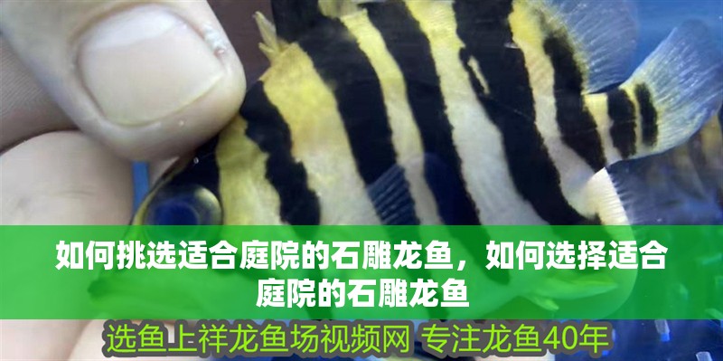 如何挑選適合庭院的石雕龍魚，如何選擇適合庭院的石雕龍魚 如何挑選適合庭院的石雕龍魚，如何選擇適合庭院的石雕龍魚 龍魚百科