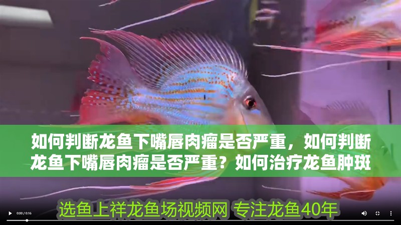 如何判斷龍魚下嘴唇肉瘤是否嚴(yán)重，如何判斷龍魚下嘴唇肉瘤是否嚴(yán)重？如何治療龍魚腫斑病？ 如何判斷龍魚下嘴唇肉瘤是否嚴(yán)重，如何判斷龍魚下嘴唇肉瘤是否嚴(yán)重？如何治療龍魚腫斑病？ 龍魚百科