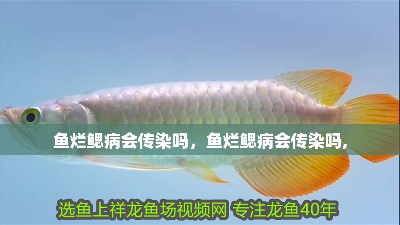 魚爛鰓病會(huì)傳染嗎，魚爛鰓病會(huì)傳染嗎,