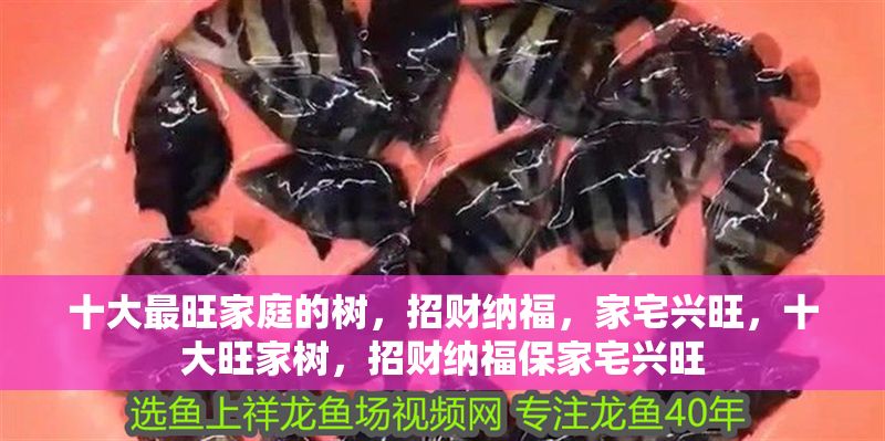 十大最旺家庭的樹，招財納福，家宅興旺，十大旺家樹，招財納福保家宅興旺