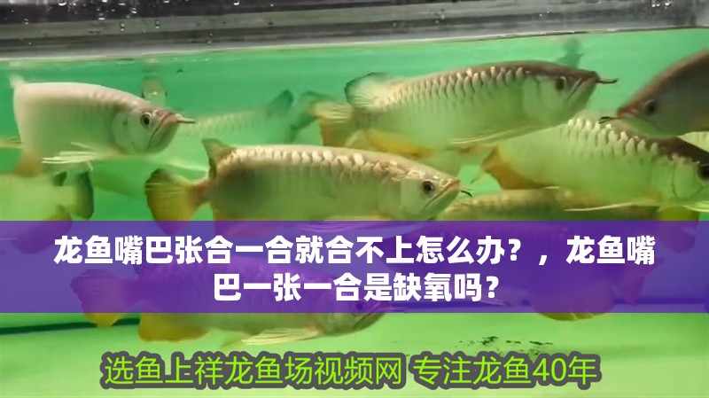 龍魚嘴巴張合一合就合不上怎么辦？，龍魚嘴巴一張一合是缺氧嗎？ 龍魚嘴巴張合一合就合不上怎么辦？，龍魚嘴巴一張一合是缺氧嗎？ 龍魚百科