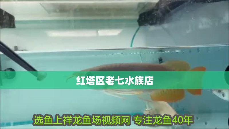 紅塔區老七水族店