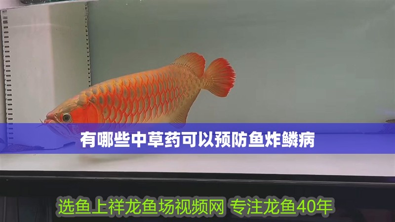 有哪些中草藥可以預(yù)防魚炸鱗病 有哪些中草藥可以預(yù)防魚炸鱗病 龍魚百科