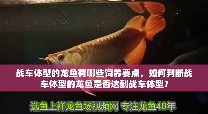 戰(zhàn)車體型的龍魚有哪些飼養(yǎng)要點，如何判斷戰(zhàn)車體型的龍魚是否達到戰(zhàn)車體型？