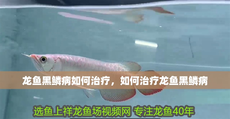 鸚鵡魚和銀龍魚混養怎樣喂食 龍魚黑鱗病如何治療,如何治療龍魚黑鱗病 龍魚百科 龍魚黑鱗病如何治療,如何治療龍魚黑鱗病 龍魚黑鱗病如何治療,如何治療龍魚黑鱗病 龍魚百科