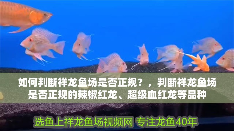 如何判斷祥龍魚場是否正規？，判斷祥龍魚場是否正規的辣椒紅龍、超級血紅龍等品種 如何判斷祥龍魚場是否正規？，判斷祥龍魚場是否正規的辣椒紅龍、超級血紅龍等品種 龍魚百科