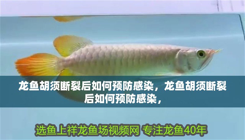 龍魚胡須斷裂后如何預防感染，龍魚胡須斷裂后如何預防感染， 龍魚胡須斷裂后如何預防感染，龍魚胡須斷裂后如何預防感染， 龍魚百科