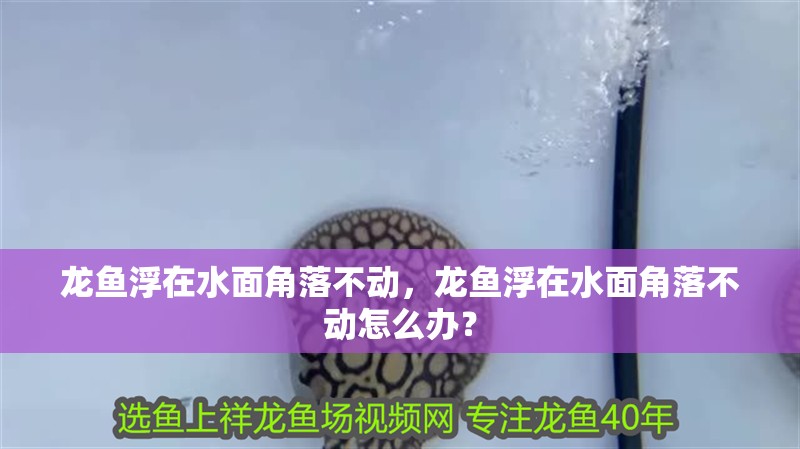 魚缸過濾器選購指南:自制魚缸過濾器魚缸上置過濾器對于養魚愛好者的必備知識 龍魚浮在水面角落不動,龍魚浮在水面角落不動怎么辦? 龍魚百科 龍魚浮在水面角落不動,龍魚浮在水面角落不動怎么辦? 龍魚浮在水面角落不動,龍魚浮在水面角落不動怎么辦? 龍魚百科