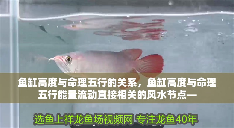 魚缸高度與命理五行的關系，魚缸高度與命理五行能量流動直接相關的風水節點—
