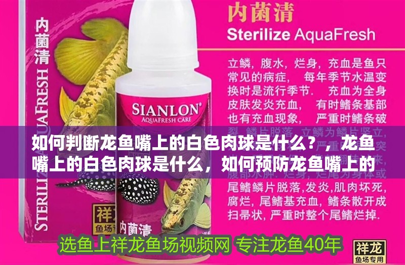 魚缸用增氧泵價格是多少:魚缸增氧機-xtrac增氧機-xtrac增氧機 如何判斷龍魚嘴上的白色肉球是什么?,龍魚嘴上的白色肉球是什么,如何預防龍魚嘴上的白點 龍魚百科 如何判斷龍魚嘴上的白色肉球是什么?,龍魚嘴上的白色肉球是什么,如何預防龍魚嘴上的白點 如何判斷龍魚嘴上的白色肉球是什么?,龍魚嘴上的白色肉球是什么,如何預防龍魚嘴上的白點 龍魚百科