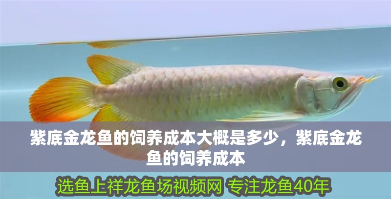 紫底金龍魚的飼養成本大概是多少，紫底金龍魚的飼養成本
