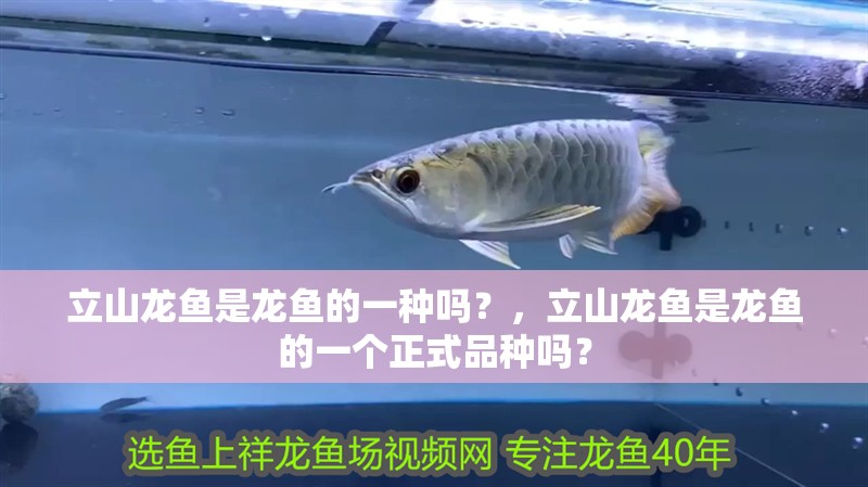 立山龍魚是龍魚的一種嗎？，立山龍魚是龍魚的一個正式品種嗎？ 立山龍魚是龍魚的一種嗎？，立山龍魚是龍魚的一個正式品種嗎？ 龍魚百科