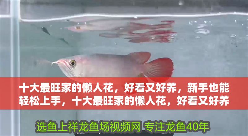 十大最旺家的懶人花，好看又好養，新手也能輕松上手，十大最旺家的懶人花，好看又好養，新手輕松上手