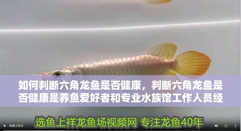 魚缸用增氧泵價格是多少:魚缸增氧機-xtrac增氧機-xtrac增氧機 如何判斷六角龍魚是否健康,判斷六角龍魚是否健康是養魚愛好者和專業水族館工作人員經常面臨的任務 龍魚百科 如何判斷六角龍魚是否健康,判斷六角龍魚是否健康是養魚愛好者和專業水族館工作人員經常面臨的任務 如何判斷六角龍魚是否健康,判斷六角龍魚是否健康是養魚愛好者和專業水族館工作人員經常面臨的任務 龍魚百科