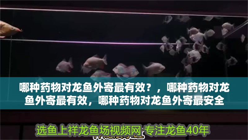 哪種藥物對龍魚外寄最有效？，哪種藥物對龍魚外寄最有效，哪種藥物對龍魚外寄最安全