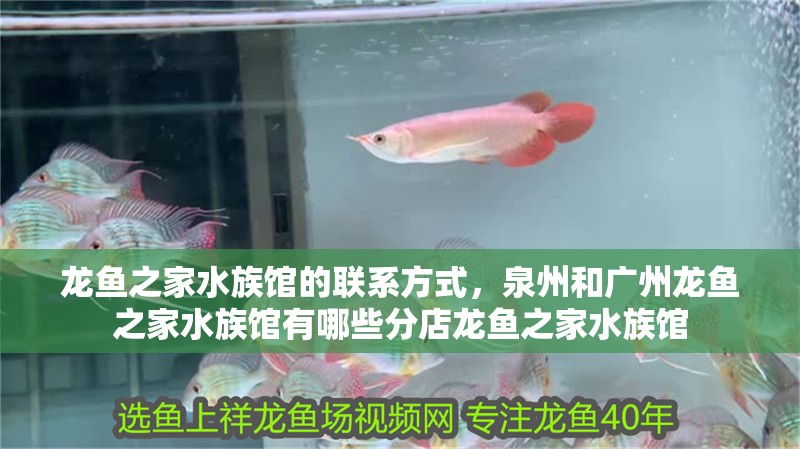龍魚之家水族館的聯(lián)系方式，<strong><mark>泉州</mark></strong>和廣州龍魚之家水族館有哪些分店龍魚之家水族館