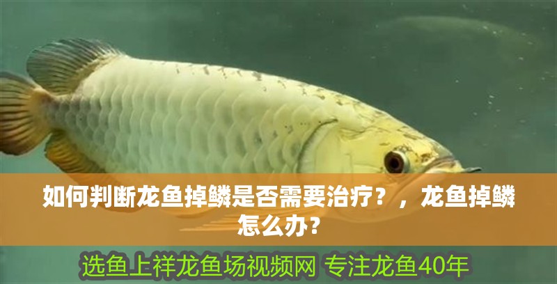 如何判斷龍魚掉鱗是否需要治療？，龍魚掉鱗怎么辦？ 如何判斷龍魚掉鱗是否需要治療？，龍魚掉鱗怎么辦？ 龍魚百科