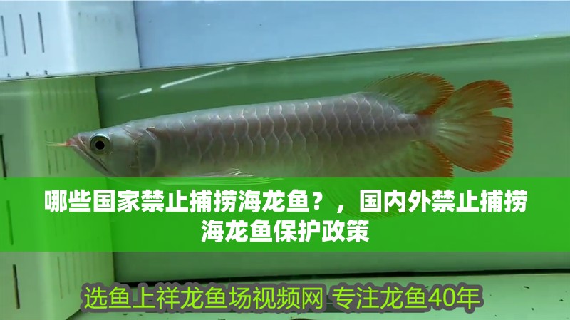 哪些國家禁止捕撈海龍魚？，國內外禁止捕撈海龍魚保護政策 哪些國家禁止捕撈海龍魚？，國內外禁止捕撈海龍魚保護政策 龍魚百科