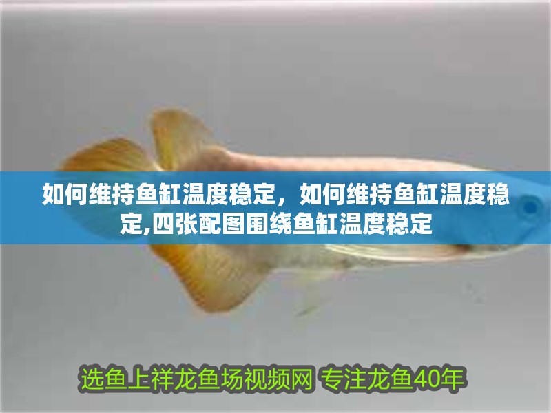 如何維持魚缸溫度穩(wěn)定，如何維持魚缸溫度穩(wěn)定,四張配圖圍繞魚缸溫度穩(wěn)定 如何維持魚缸溫度穩(wěn)定，如何維持魚缸溫度穩(wěn)定,四張配圖圍繞魚缸溫度穩(wěn)定 龍魚百科