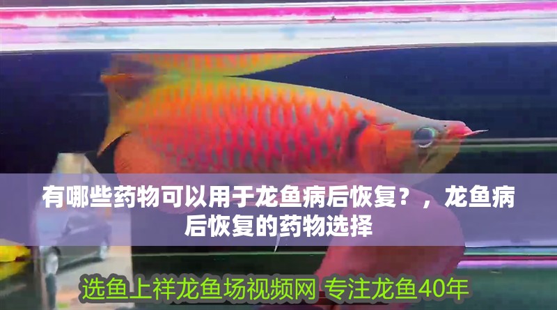 有哪些藥物可以用于龍魚病后恢復？，龍魚病后恢復的藥物選擇 有哪些藥物可以用于龍魚病后恢復？，龍魚病后恢復的藥物選擇 龍魚百科