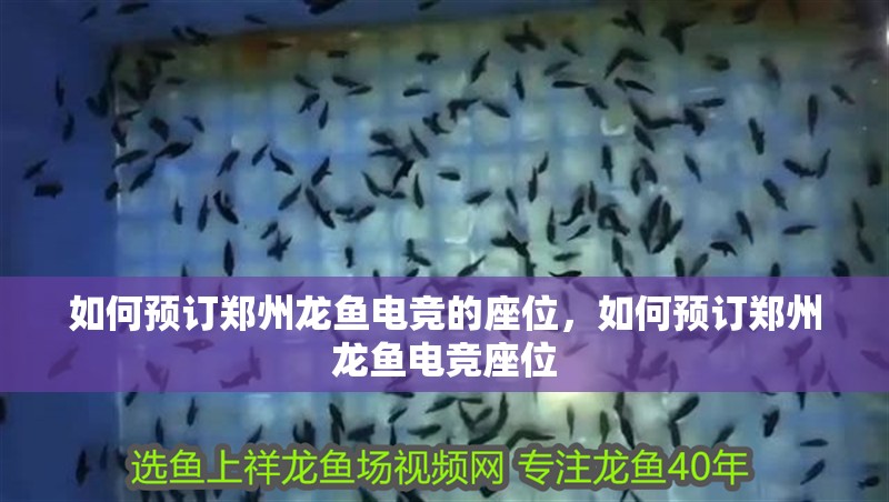 如何預訂鄭州龍魚電競的座位，如何預訂鄭州龍魚電競座位 如何預訂鄭州龍魚電競的座位，如何預訂鄭州龍魚電競座位 龍魚百科