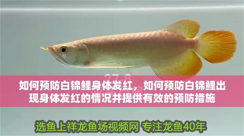 如何預防白錦鯉身體發紅，如何預防白錦鯉出現身體發紅的情況并提供有效的預防措施 如何預防白錦鯉身體發紅，如何預防白錦鯉出現身體發紅的情況并提供有效的預防措施 龍魚百科