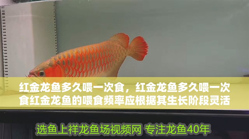 紅金龍魚多久喂一次食，紅金龍魚多久喂一次食紅金龍魚的喂食頻率應(yīng)根據(jù)其生長階段靈活調(diào)整 紅金龍魚多久喂一次食，紅金龍魚多久喂一次食紅金龍魚的喂食頻率應(yīng)根據(jù)其生長階段靈活調(diào)整 龍魚百科