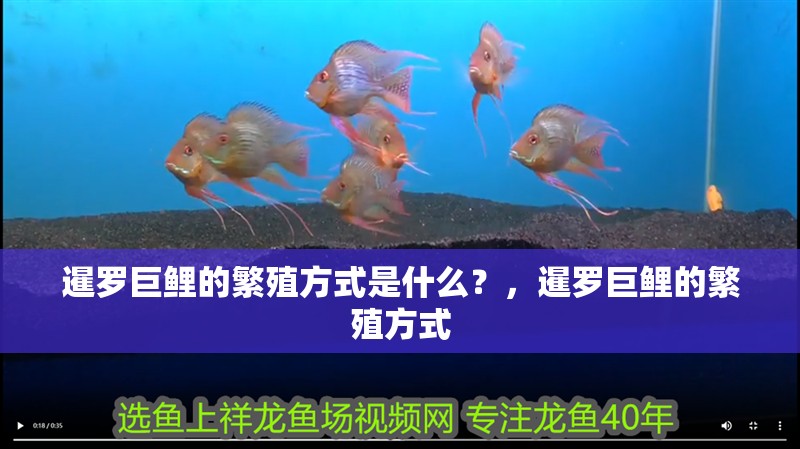 暹羅巨鯉的繁殖方式是什么？，暹羅巨鯉的繁殖方式 暹羅巨鯉的繁殖方式是什么？，暹羅巨鯉的繁殖方式 龍魚百科