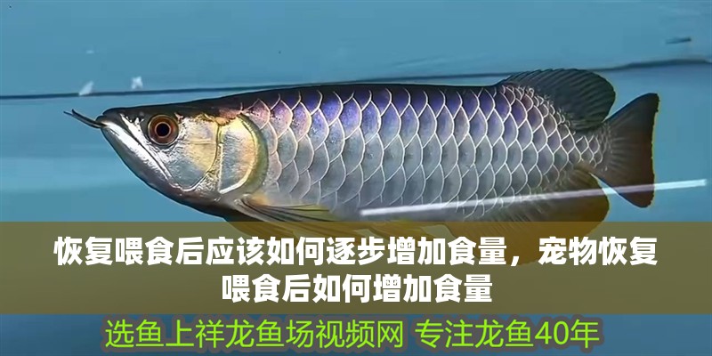 恢復喂食后應該如何逐步增加食量，寵物恢復喂食后如何增加食量 恢復喂食后應該如何逐步增加食量，寵物恢復喂食后如何增加食量 龍魚百科