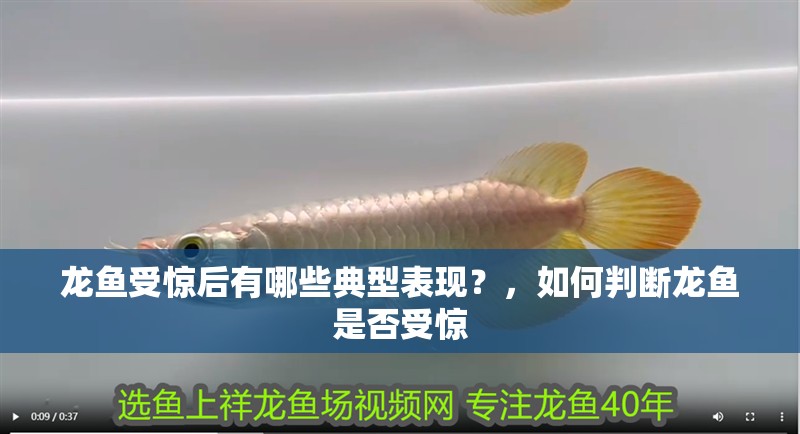 虎魚這種魚眼還有救嗎? 龍魚受驚后有哪些典型表現?,如何判斷龍魚是否受驚 龍魚百科 龍魚受驚后有哪些典型表現?,如何判斷龍魚是否受驚 龍魚受驚后有哪些典型表現?,如何判斷龍魚是否受驚 龍魚百科