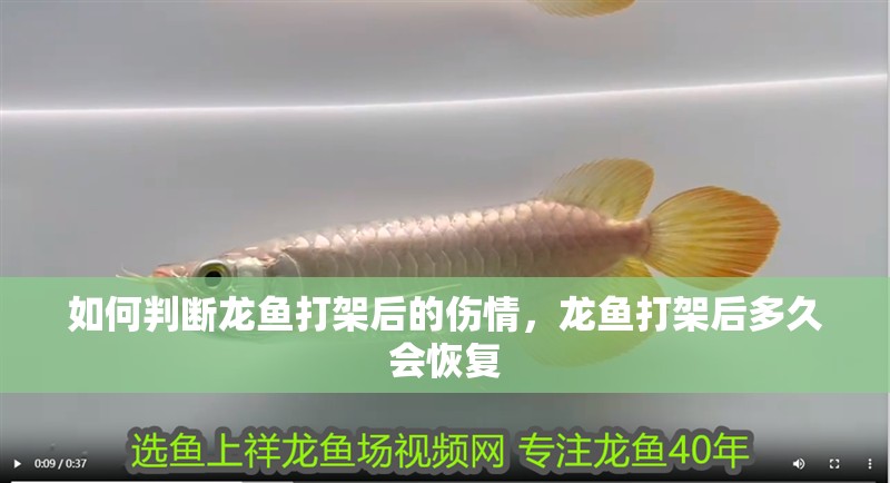 如何判斷龍魚打架后的傷情，龍魚打架后多久會恢復 如何判斷龍魚打架后的傷情，龍魚打架后多久會恢復 龍魚百科