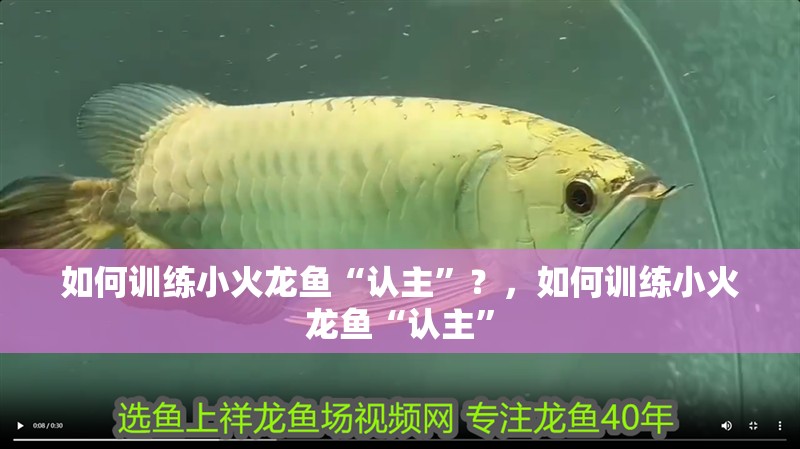 如何訓練小火龍魚“認主”？，如何訓練小火龍魚“認主”