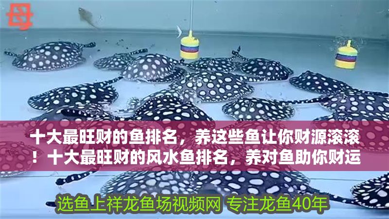 十大最旺財的魚排名，養這些魚讓你財源滾滾！十大最旺財的風水魚排名，養對魚助你財運亨通！ 十大最旺財的魚排名，養這些魚讓你財源滾滾！十大最旺財的風水魚排名，養對魚助你財運亨通！ 龍魚百科 第1張