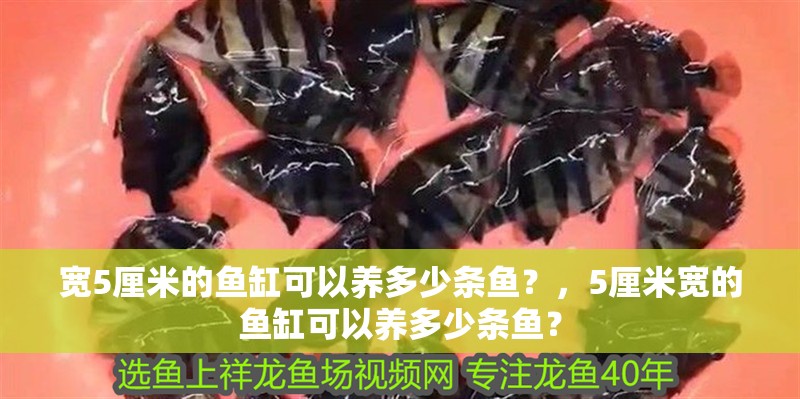 寬5厘米的魚缸可以養多少條魚？，5厘米寬的魚缸可以養多少條魚？ 寬5厘米的魚缸可以養多少條魚？，5厘米寬的魚缸可以養多少條魚？ 龍魚百科