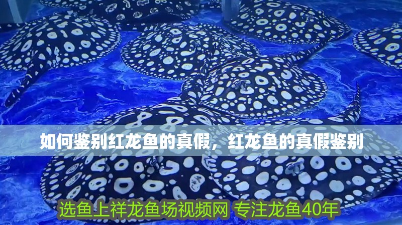 如何鑒別紅龍魚的真假，紅龍魚的真假鑒別 如何鑒別紅龍魚的真假，紅龍魚的真假鑒別 龍魚百科