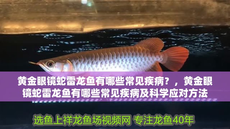 黃金眼鏡蛇雷龍魚(yú)有哪些常見(jiàn)疾??？，黃金眼鏡蛇雷龍魚(yú)有哪些常見(jiàn)疾病及科學(xué)應(yīng)對(duì)方法 黃金眼鏡蛇雷龍魚(yú)有哪些常見(jiàn)疾??？，黃金眼鏡蛇雷龍魚(yú)有哪些常見(jiàn)疾病及科學(xué)應(yīng)對(duì)方法 龍魚(yú)百科