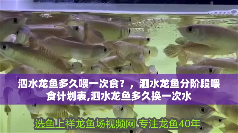 泗水龍魚多久喂一次食？，泗水龍魚分階段喂食計劃表,泗水龍魚多久換一次水 泗水龍魚多久喂一次食？，泗水龍魚分階段喂食計劃表,泗水龍魚多久換一次水 龍魚百科