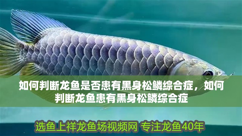 如何判斷龍魚(yú)是否患有黑身松鱗綜合癥，如何判斷龍魚(yú)患有黑身松鱗綜合癥 如何判斷龍魚(yú)是否患有黑身松鱗綜合癥，如何判斷龍魚(yú)患有黑身松鱗綜合癥 龍魚(yú)百科