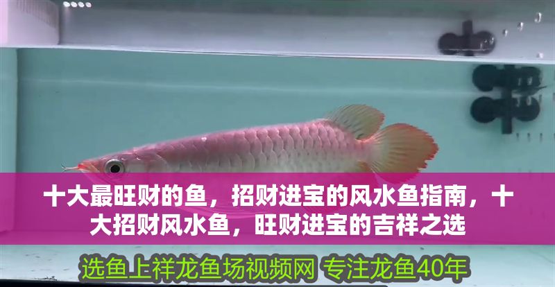 十大最旺財的魚，招財進寶的風水魚指南，十大招財風水魚，旺財進寶的吉祥之選